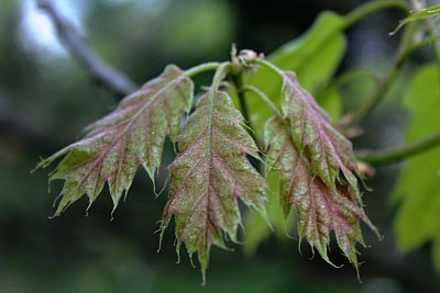 Quercus rubra - dub červený - listy